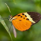 Melinaea Clearwing (Melinaea menophilus zaneka)