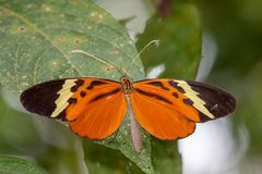 Melinaea Clearwing (Melinaea menophilus zaneka)