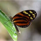 Melinaea lilis imitata