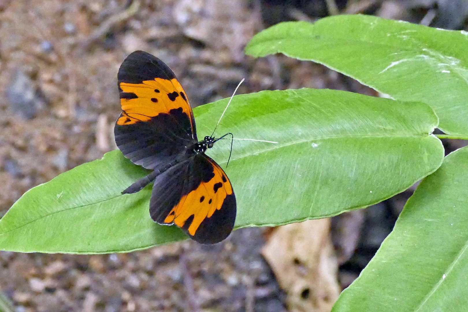 MELINAEA MARSAEUS MOTHONE