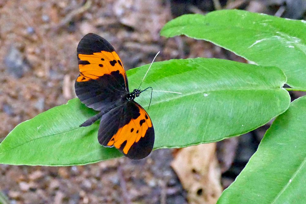 MELINAEA MARSAEUS MOTHONE