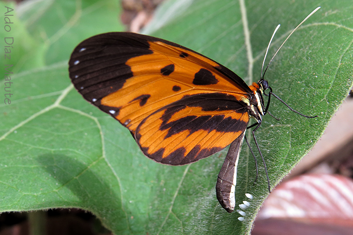 Melinaea menophilus