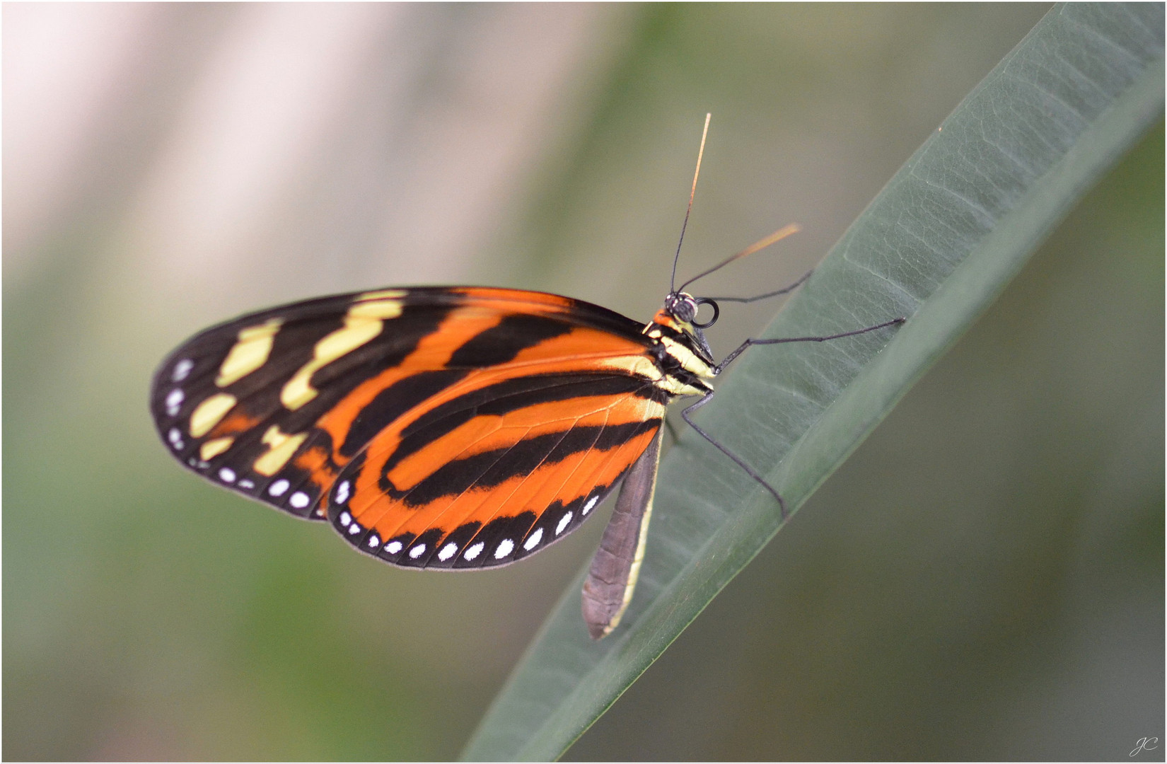 Melinea lilis imitata