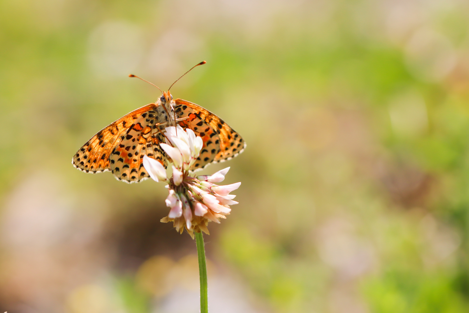 Melitae didyma 18.05.2022