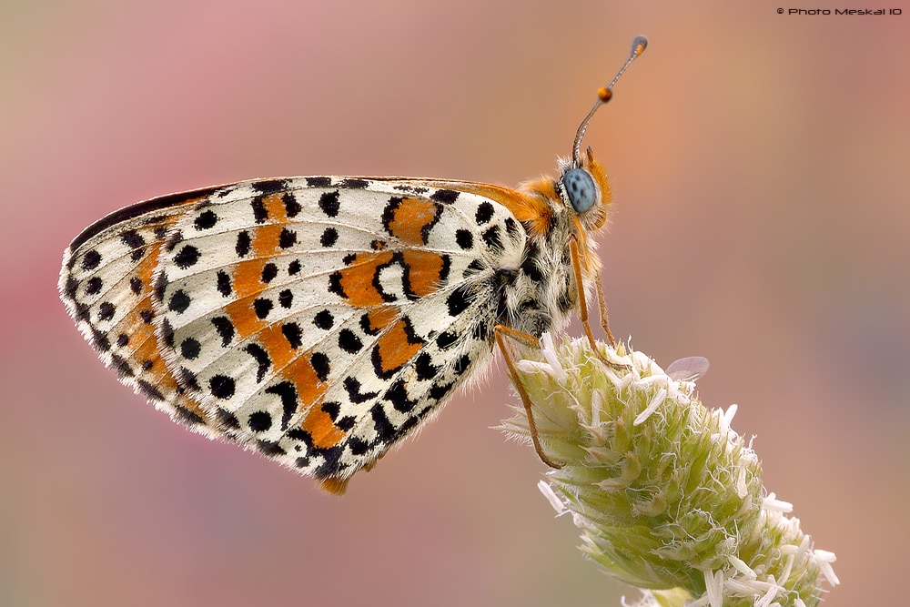 Melitaea