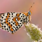 Melitaea