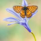 Melitaea