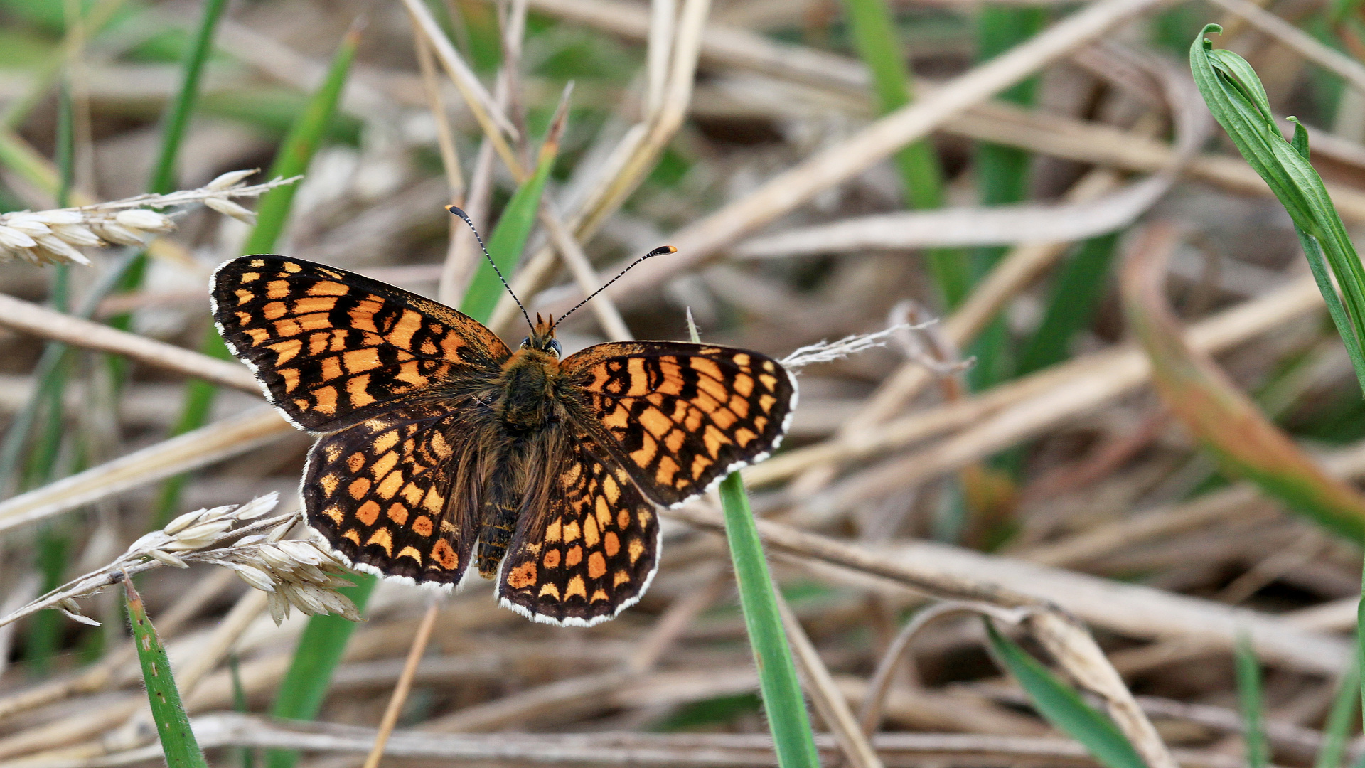 Melitaea