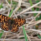 Melitaea