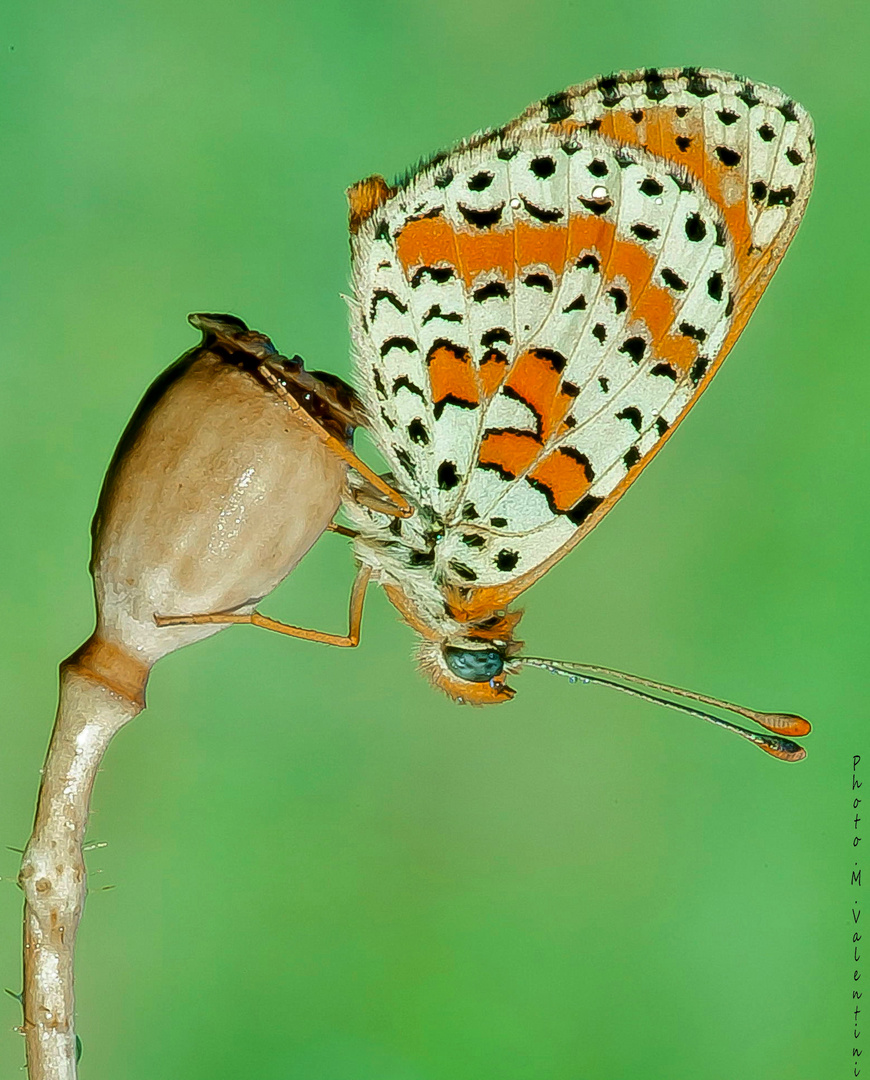 Melitaea.