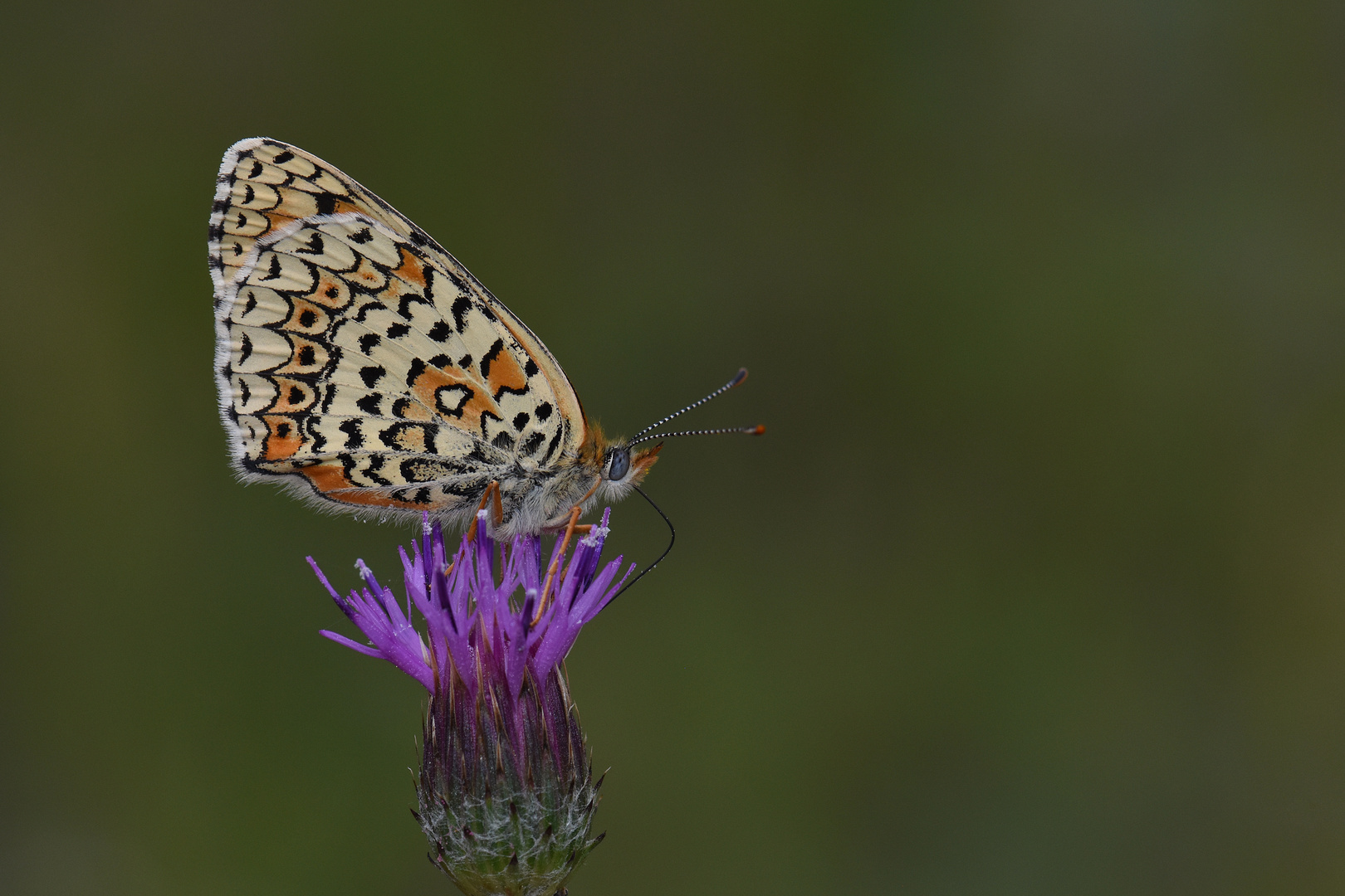 Melitaea arduinna , Freyer’s Fritillary