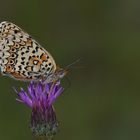 Melitaea arduinna , Freyer’s Fritillary