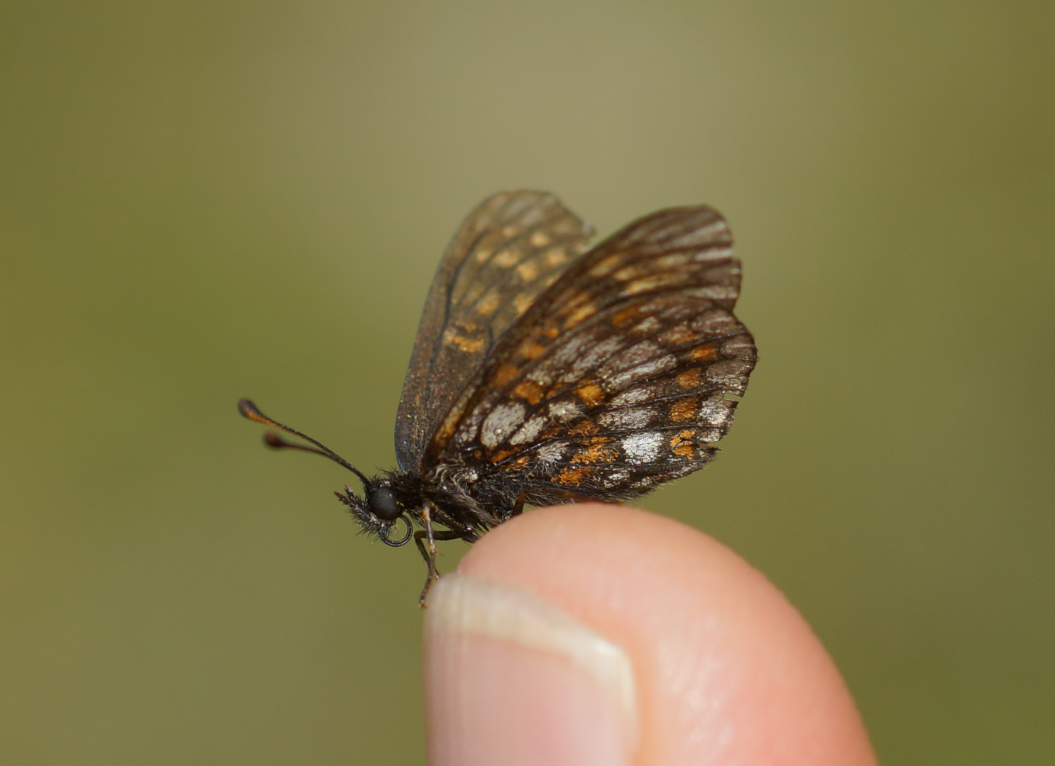 Melitaea asteria, Ostalpiner Scheckenfalter