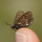 Melitaea asteria, Ostalpiner Scheckenfalter