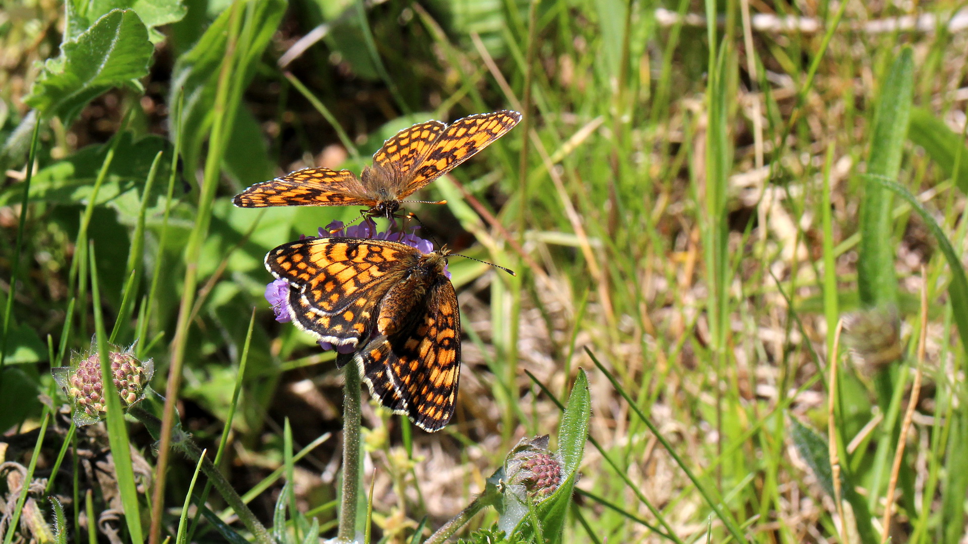 Melitaea athalia