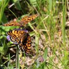 Melitaea athalia