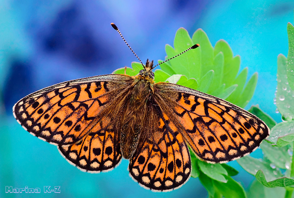 Melitaea athalia