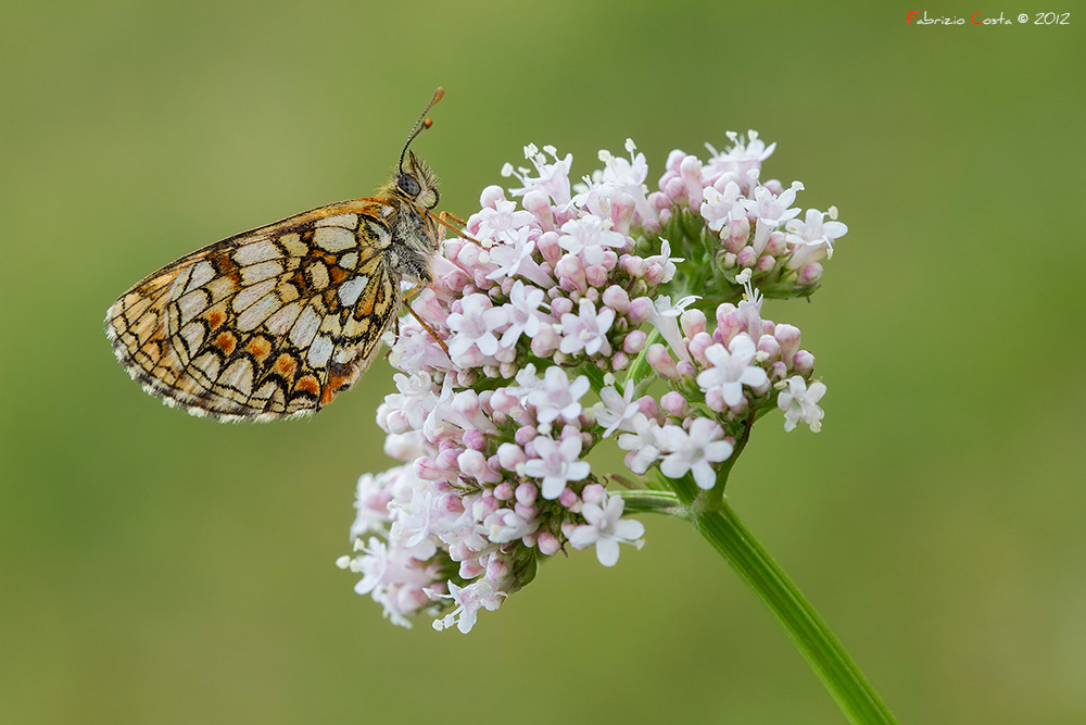 Melitaea athalia