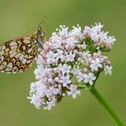 Melitaea athalia