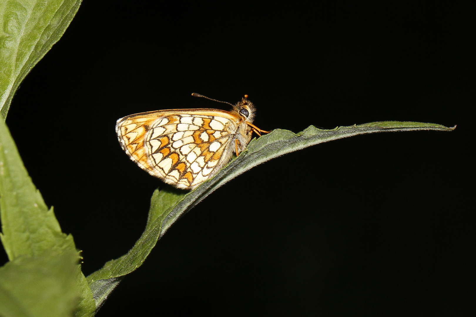 Melitaea athalia