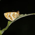 Melitaea athalia