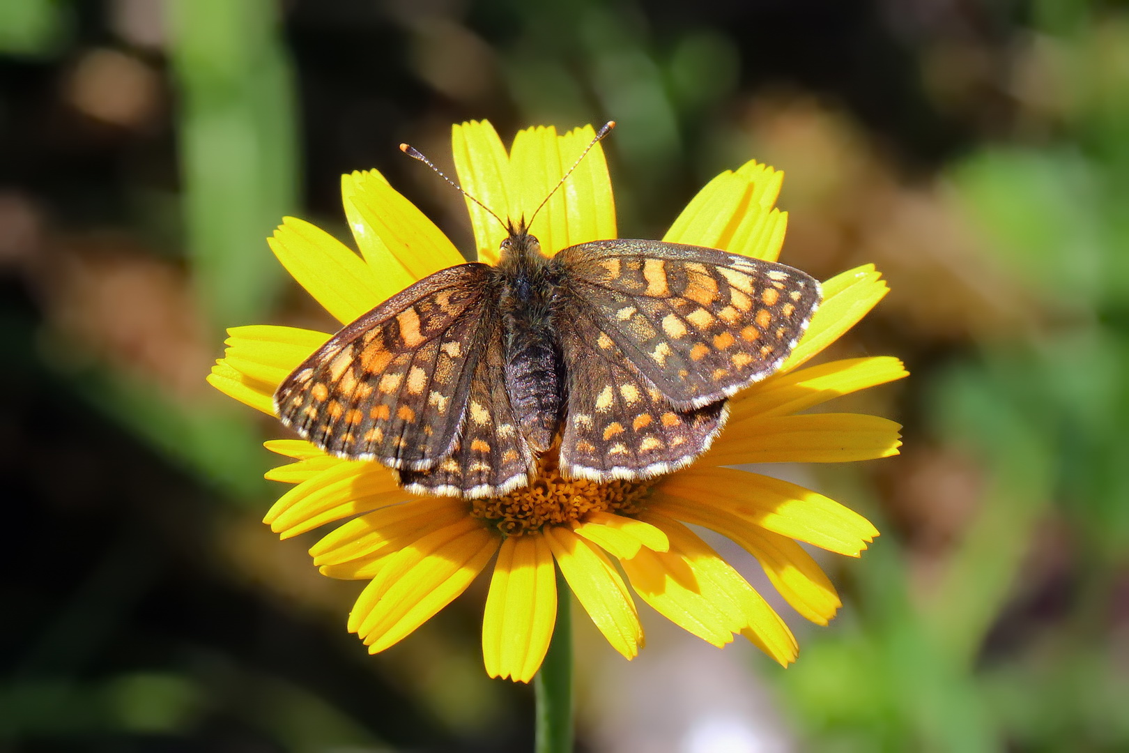 Melitaea athalia