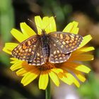 Melitaea athalia