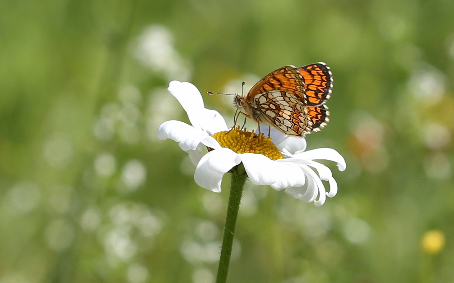 Melitaea athalia