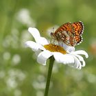 Melitaea athalia