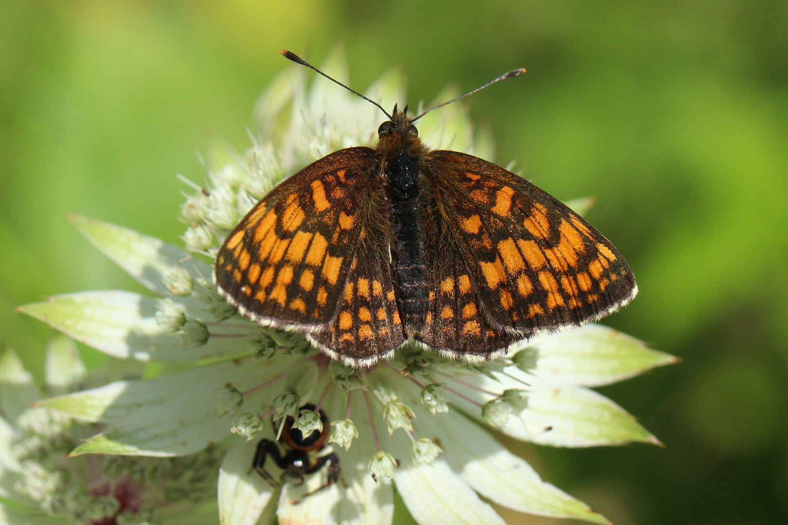 Melitaea athalia