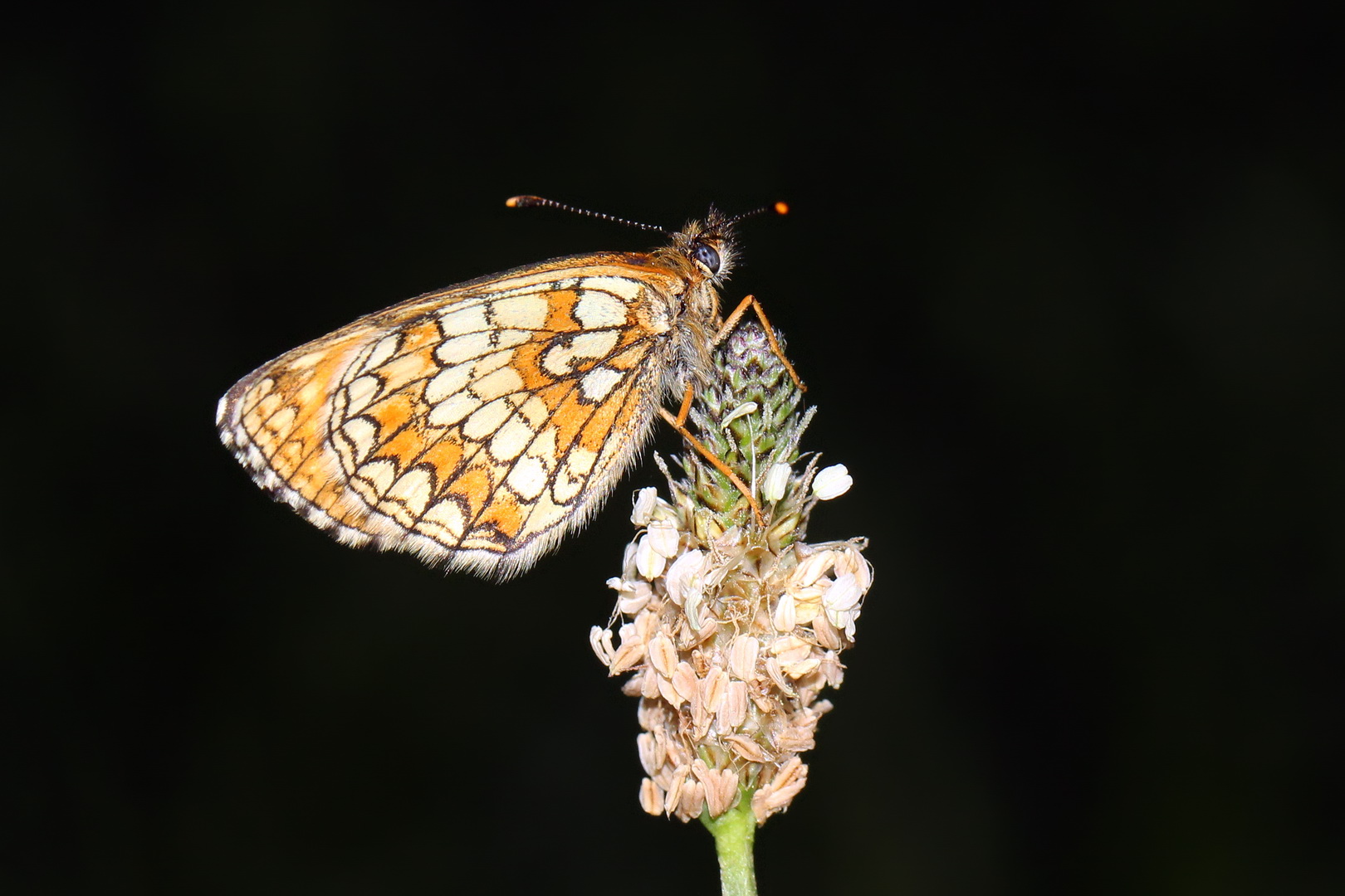 Melitaea athalia