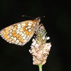 Melitaea athalia