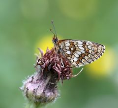 Melitaea athalia