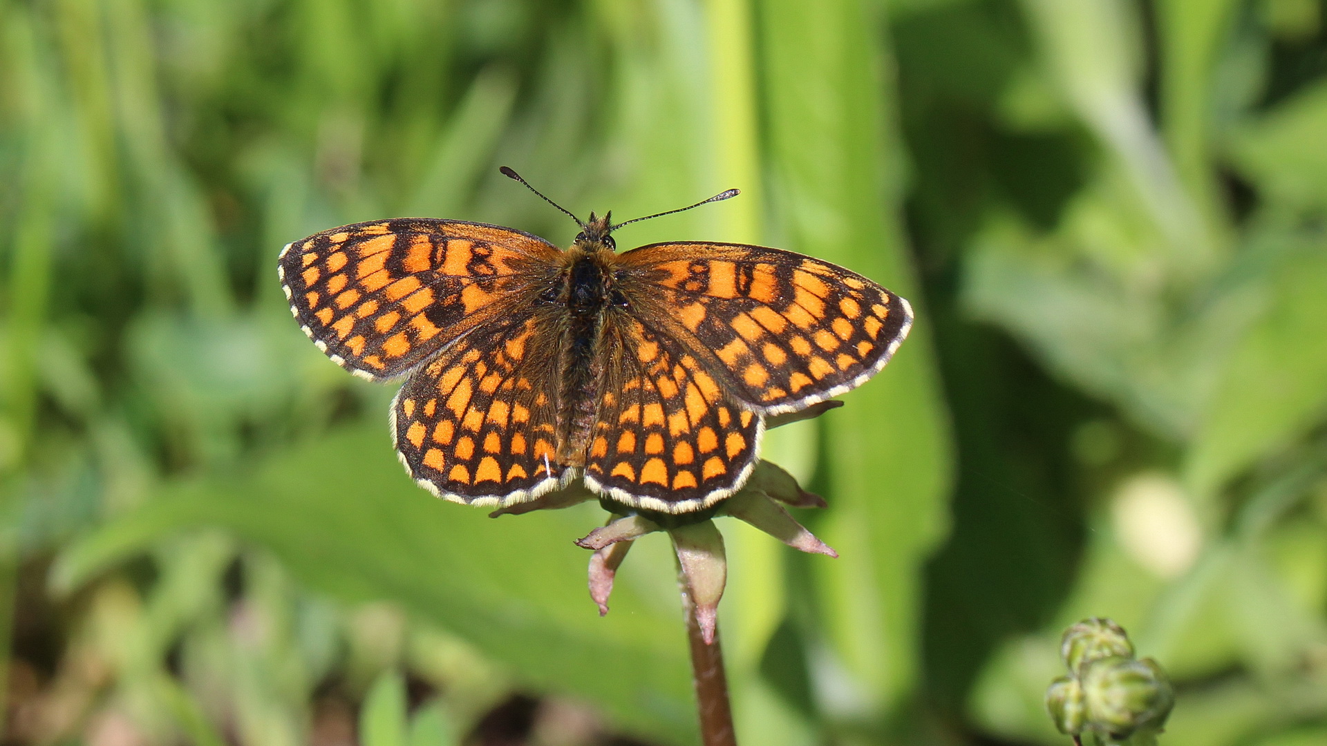 Melitaea athalia