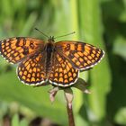 Melitaea athalia