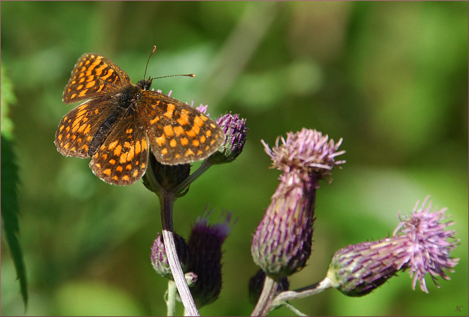 Melitaea athalia