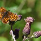 Melitaea athalia