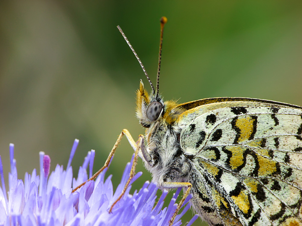 Melitaea athalia