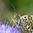 Melitaea athalia