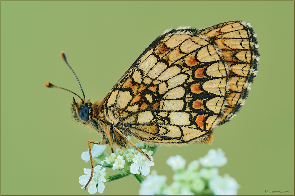 Melitaea athalia