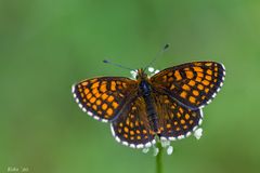 Melitaea athalia