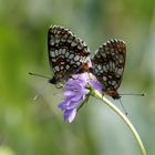 Melitaea athalia