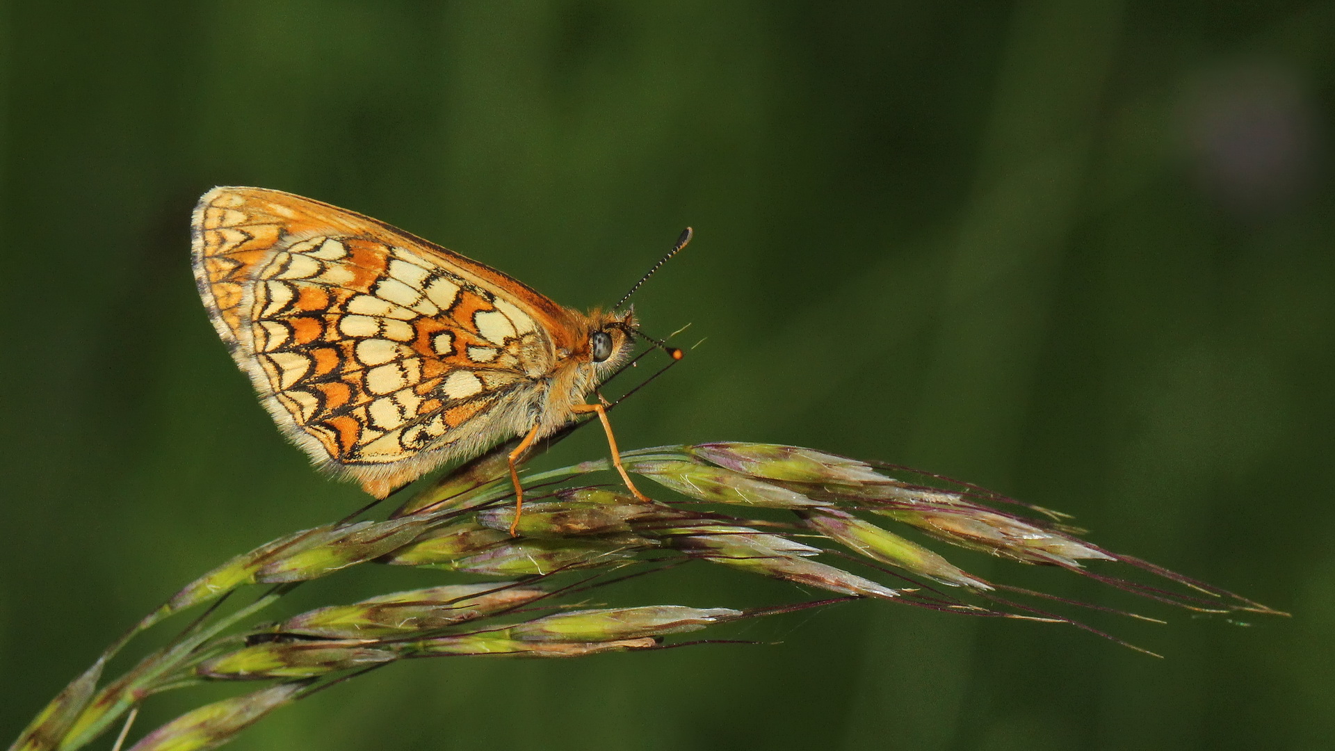 Melitaea athalia