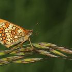 Melitaea athalia