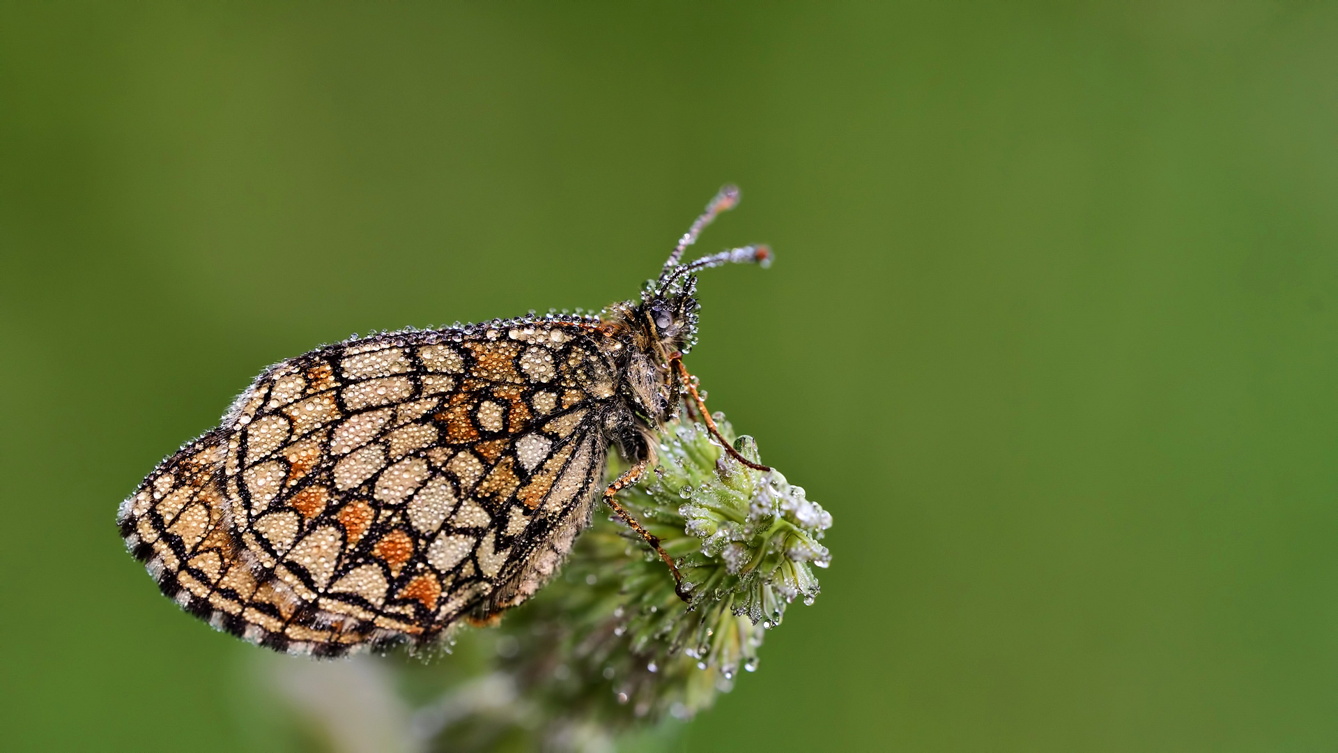 Melitaea athalia