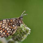 Melitaea athalia