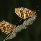 Melitaea athalia