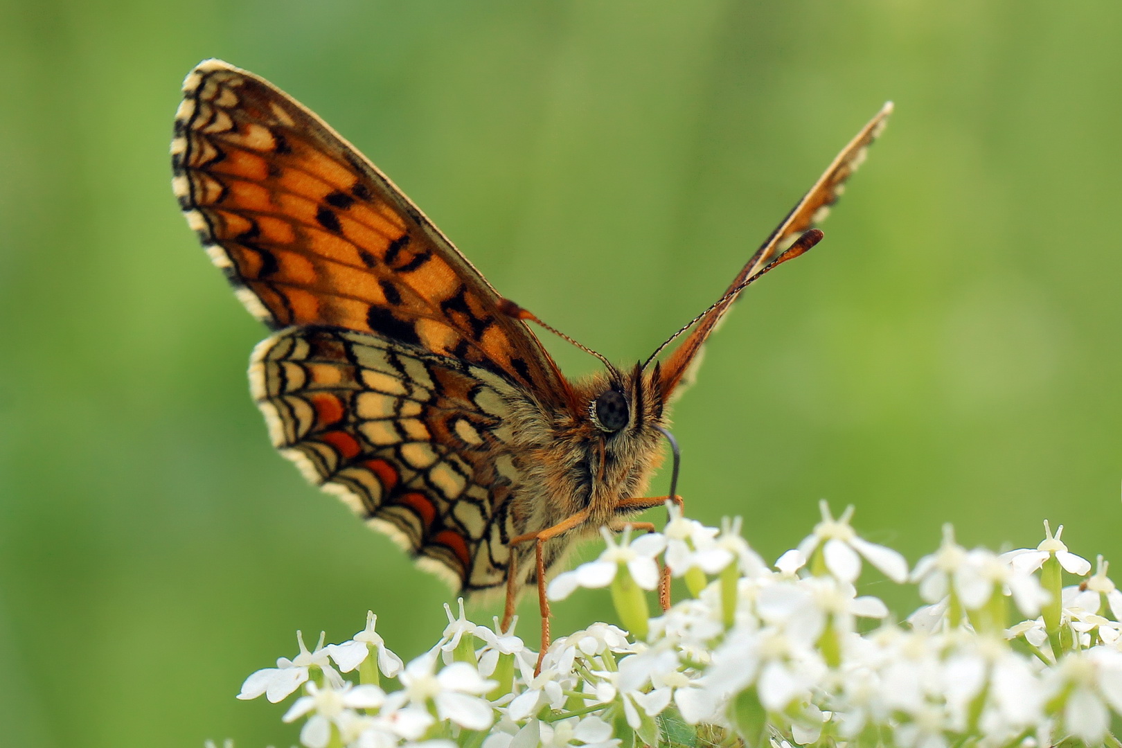 Melitaea athalia