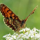 Melitaea athalia