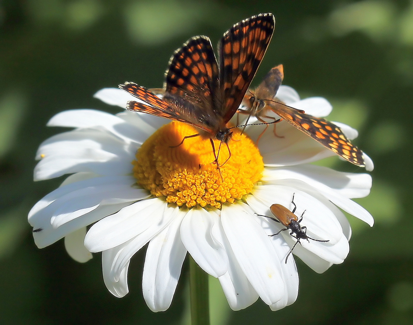 Melitaea athalia & Acmaeops collaris